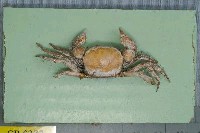 藏品(相模隱黃蟹)的圖片